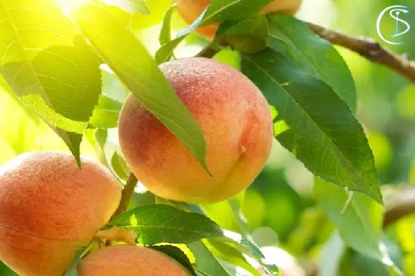 بهترین میوه برای چاقی صورت